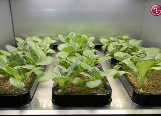 Jardinería automatizada