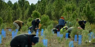 Sostenibilidad: HP España y la reforestación de 40 mil m2 de bosque en León Sostenibilidad HP