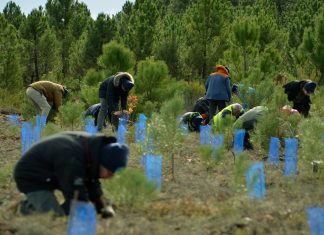 Sostenibilidad: HP España y la reforestación de 40 mil m2 de bosque en León Sostenibilidad HP